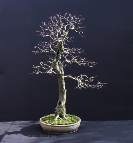 hawthorn bonsai